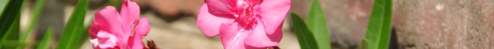 Bloemen 03.jpg